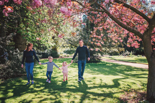 Family of four hold hands as they walk under pink blossom tree at Hylands Park Essex family lifestyle baby childhood photographer