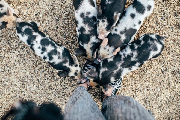 Disco balls, piglets & summer brights for an ultra chill, boho wedding vibe at South Farm Essex Hertfordshire Wedding Photographer