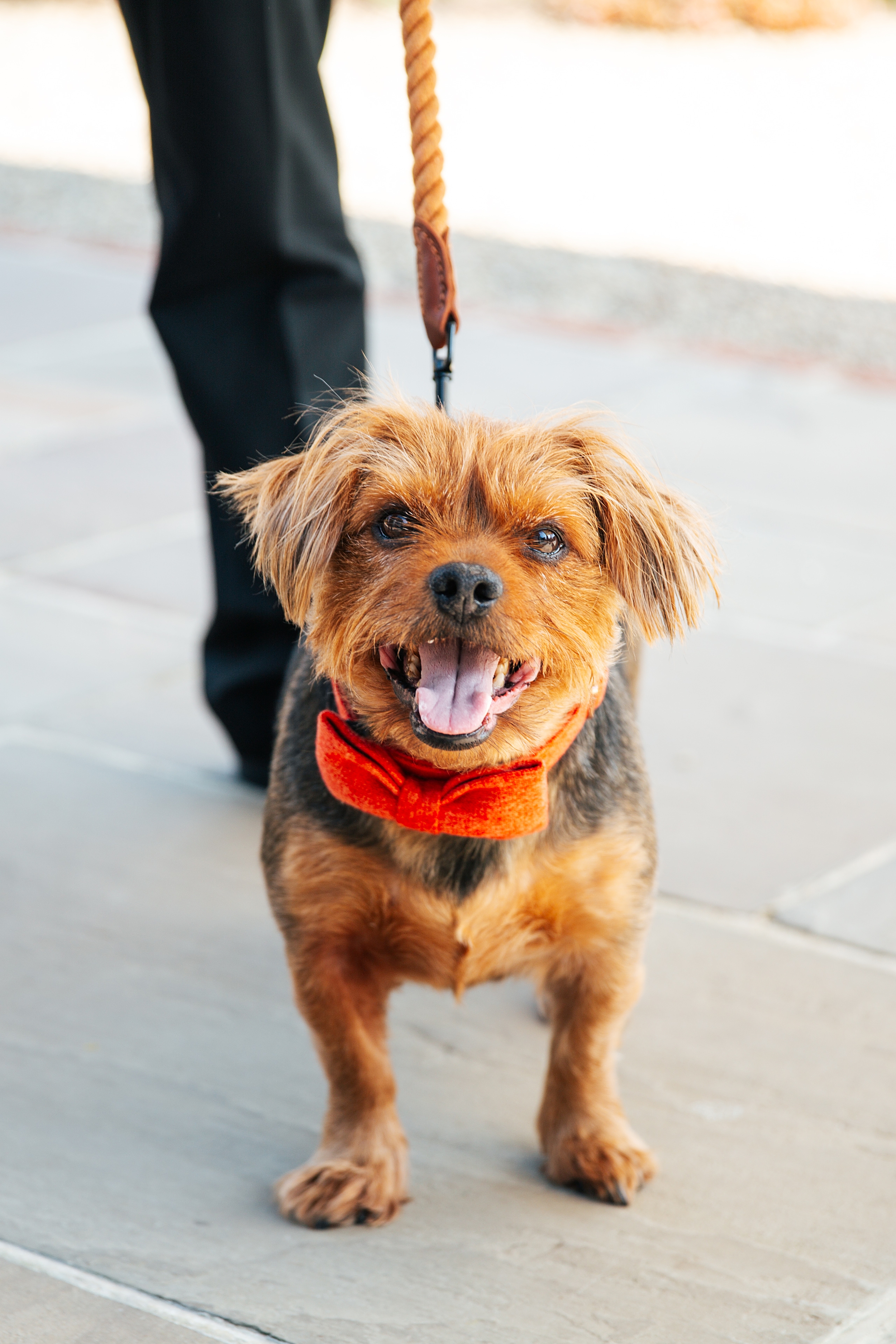 colourful Spring wedding at Blake Hall bride and groom bring dog Essex documentary wedding photographer