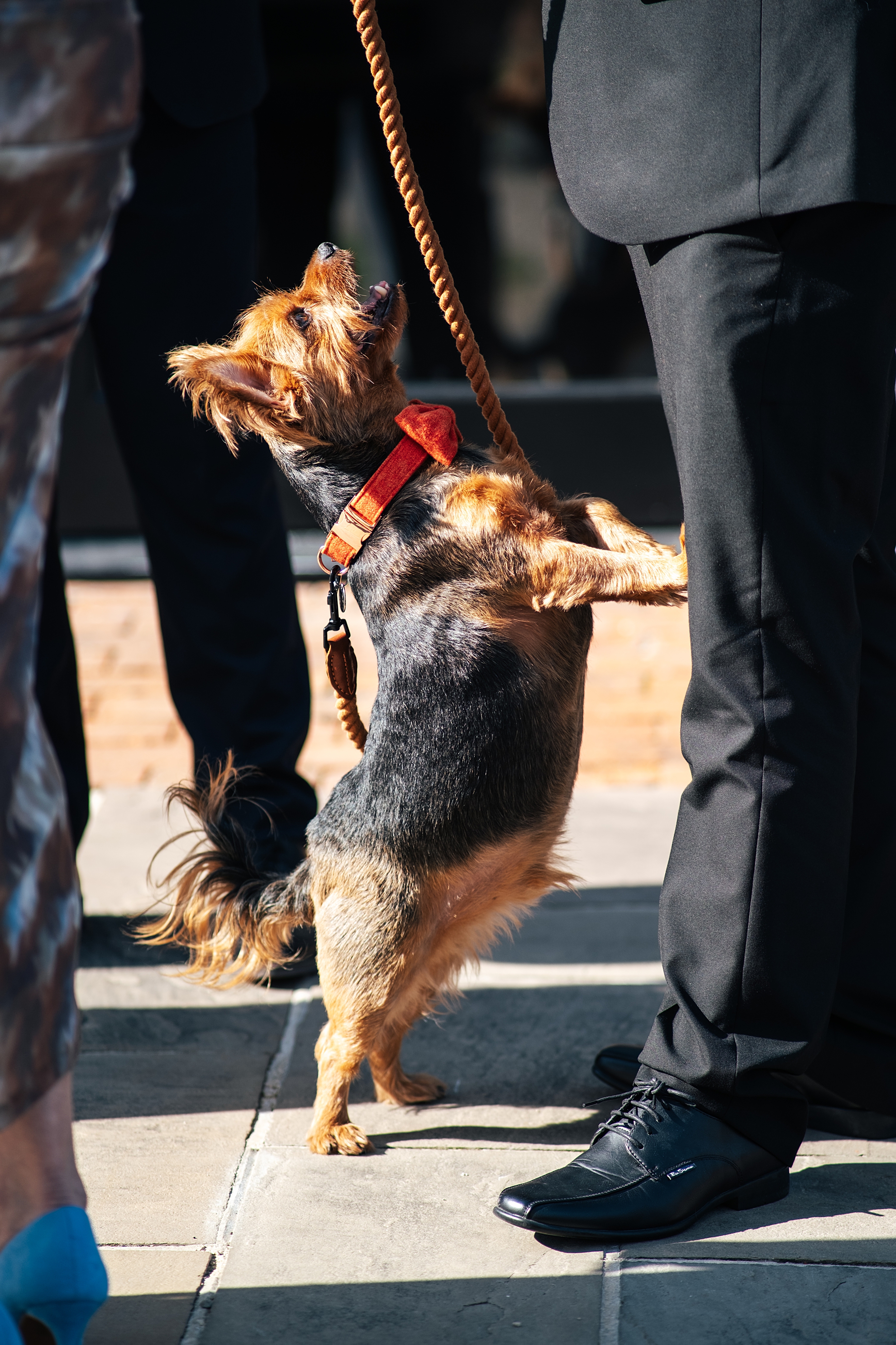 colourful Spring wedding at Blake Hall bride and groom bring dog Essex