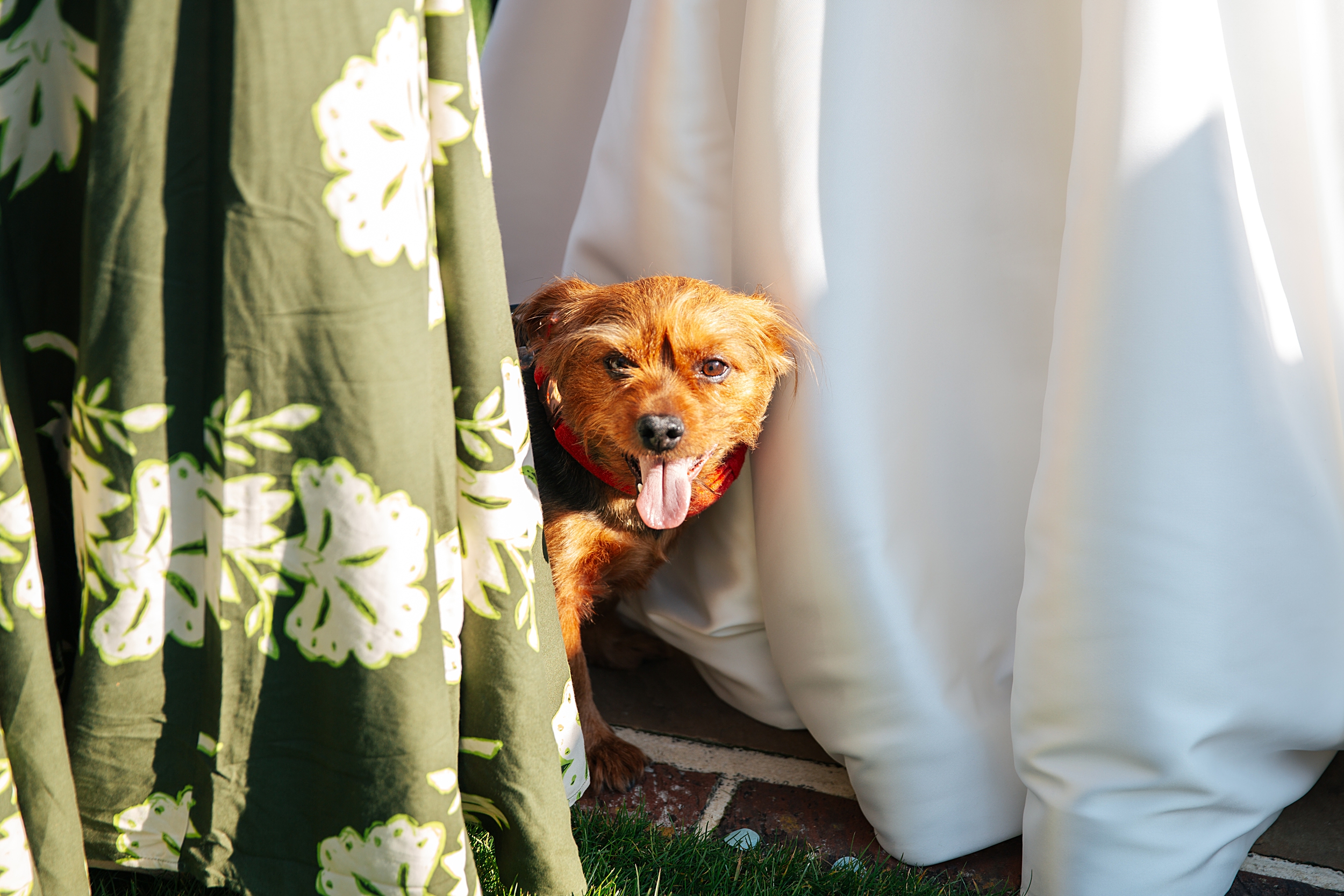 colourful Spring wedding at Blake Hall bride and groom bring dog Essex