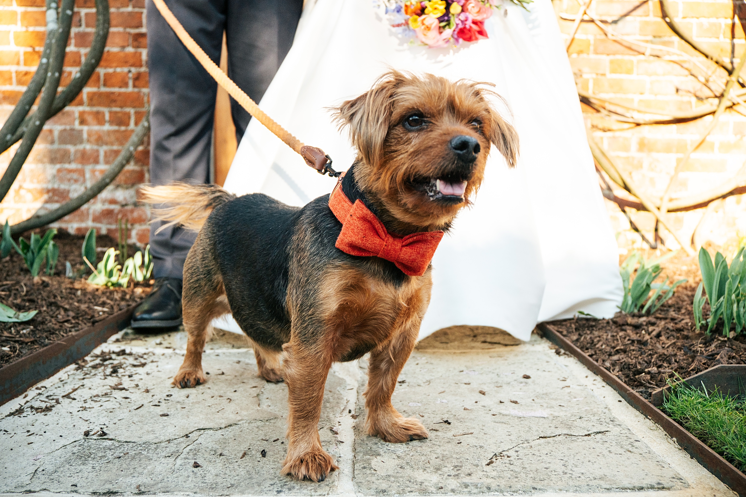 colourful Spring wedding at Blake Hall bride and groom bring dog Essex documentary wedding photographer